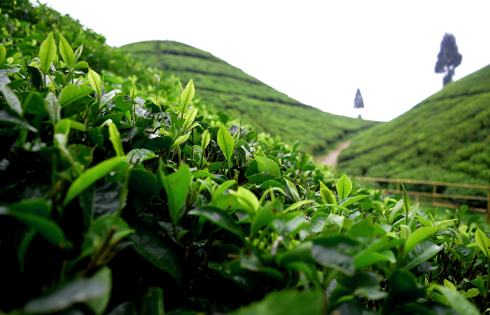Sylhet  tea gardens 